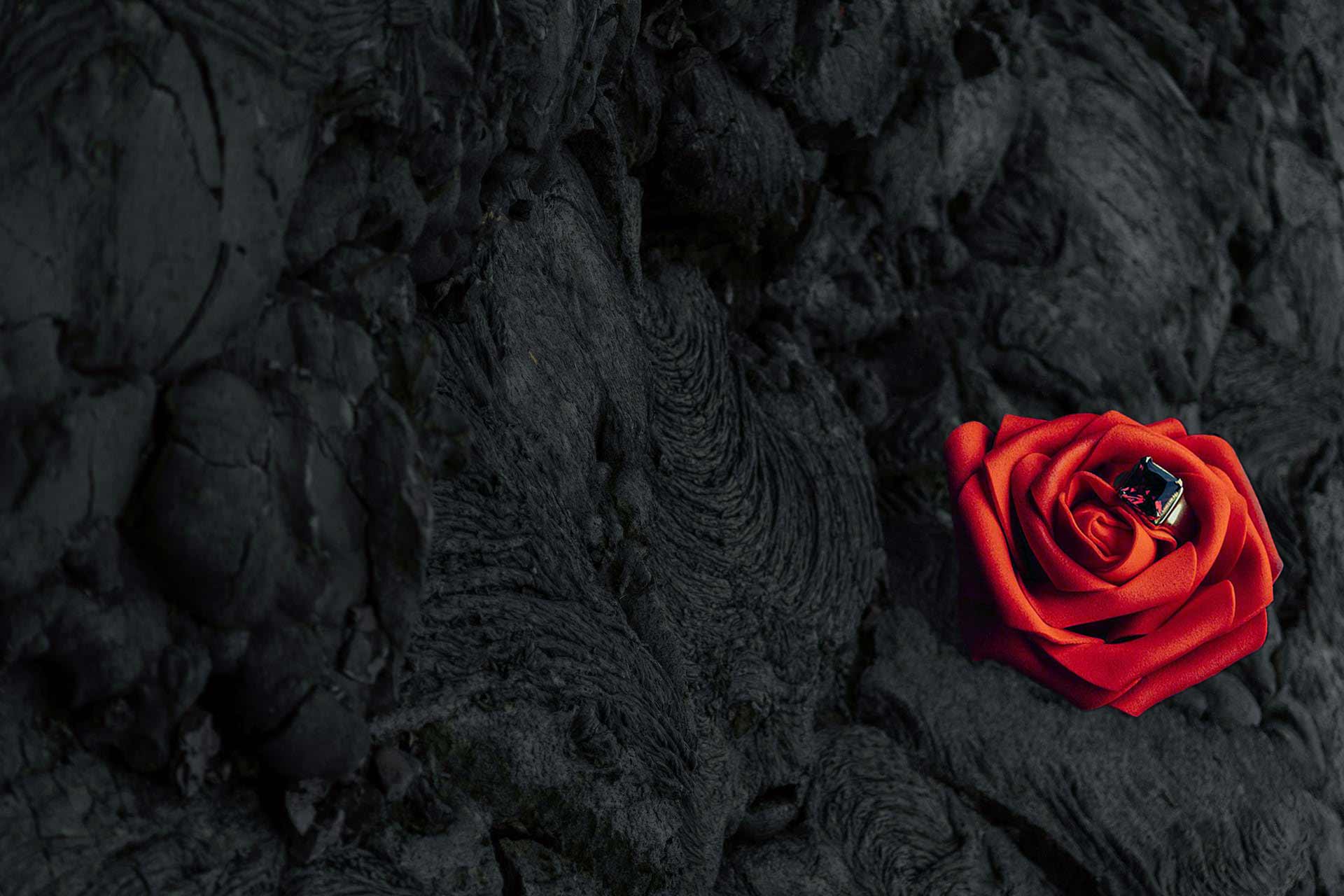 A header displaying a rose on volcanic rocks